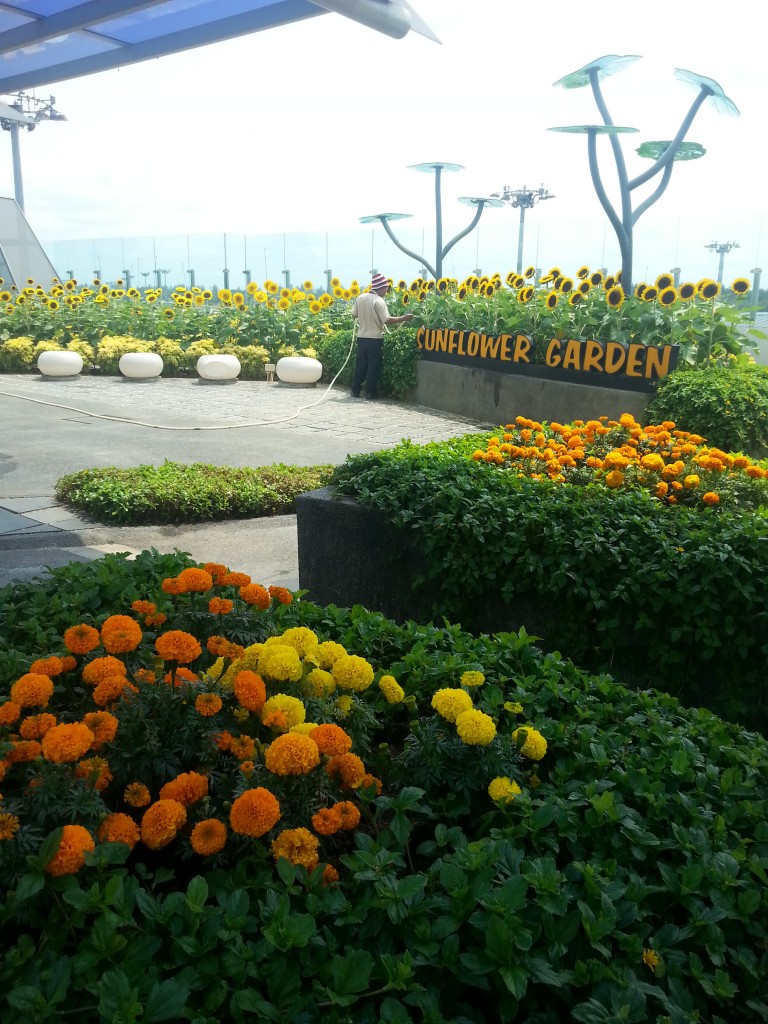 Jardín de Girasoles