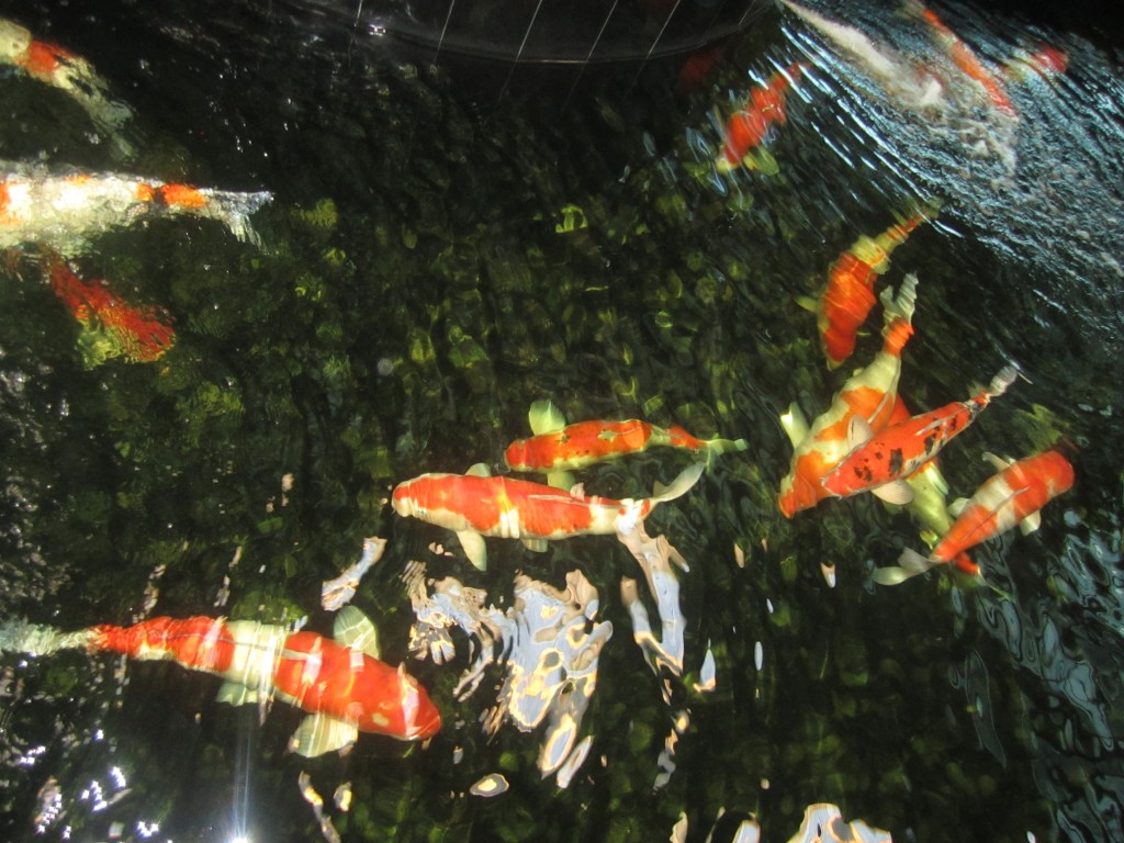 Peces Koi