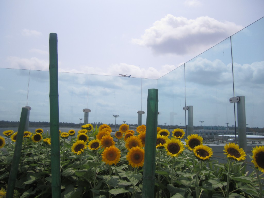 Todos los jardines cuentan con vista a los aviones